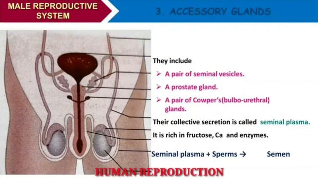 HUMAN REPRODUCTION 12th Biology|Zoology
