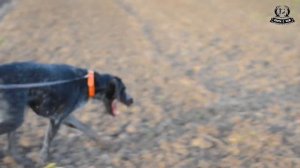 Как научить собаку команде апорт? / How to teach a dog to fetch