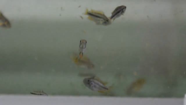 Apistogramma cacatuoides juveniles смотреть онлайн