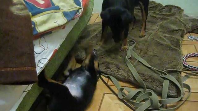 Зверские игры.Агат и Хинди Ягдуниверсалы смотреть онлайн