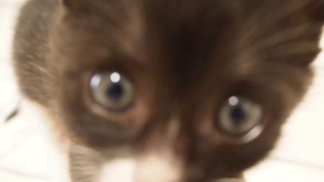 寝付けない子猫のハッチ。どうしたの？【赤ちゃん猫　保護猫】 смотреть онлайн