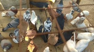 ГОЛУБИНЫЙ РЫНОК УЗБЕКИСТАНА марғилон кабутар бозор Kabutar bozor kabootar bazi, pigeons, голуби,