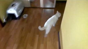 Глухой котик Тимоша разговаривает