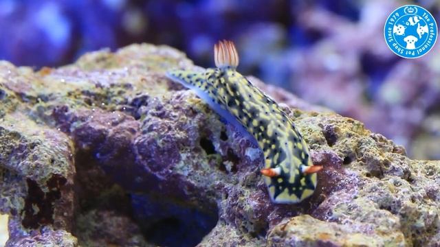 【チャーム】海水魚 ホシゾラウミウシ  Hypselodoris infucata ウミウシ charm動画