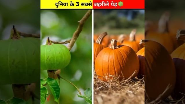 Top 3 Weird Trees In The World🌳|| Fact Verse Official || #shorts #tree смотреть онлайн