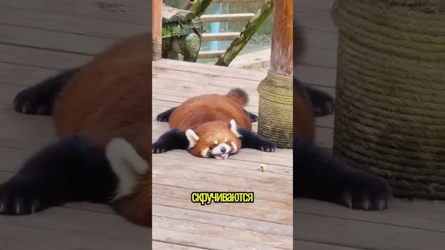 741
