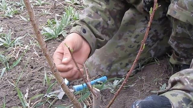 Обрезка персика