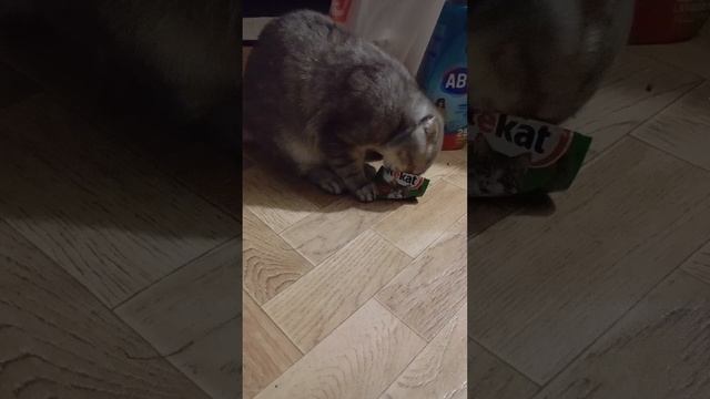 Хитрая лиса смотреть онлайн