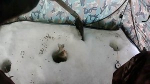 рыбалка на озере чаны, остров шипягин