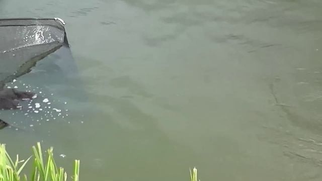 Na ryby z Markiem # 98 - Karp 15 kg - Fragment filmu: "Wyprawa na Jarosławki" I Wędkarstwo