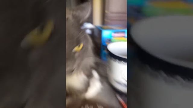 про кота пончика 