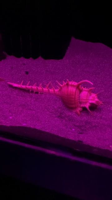 アッキガイ　三津シーパラダイス　Murex troscholi смотреть онлайн