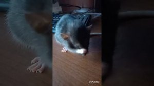 Крыса умывается