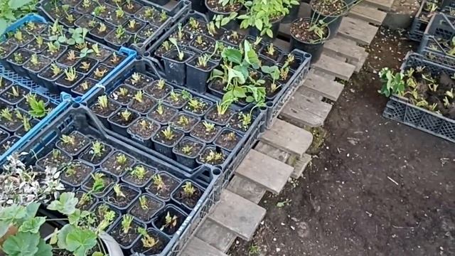 ПРИВОДИМ В ПОРЯДОК ПОСЛЕДСТВИЯ НАШЕСТВИЯ НА РАССАДУ смотреть онлайн