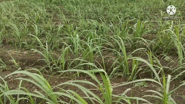 Kabbu Nati Vidhana .How to growths sugar cane plant methods