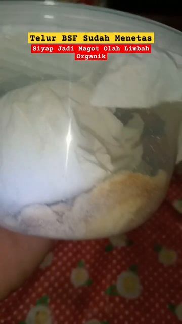 Telur BSF menetas jadi ribuan magot siap olah limbah organik&pakan ternak #petani #bsf #magot#short смотреть онлайн