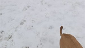 Первая прогулка у питбуля Мии на площадке для выгула собак.