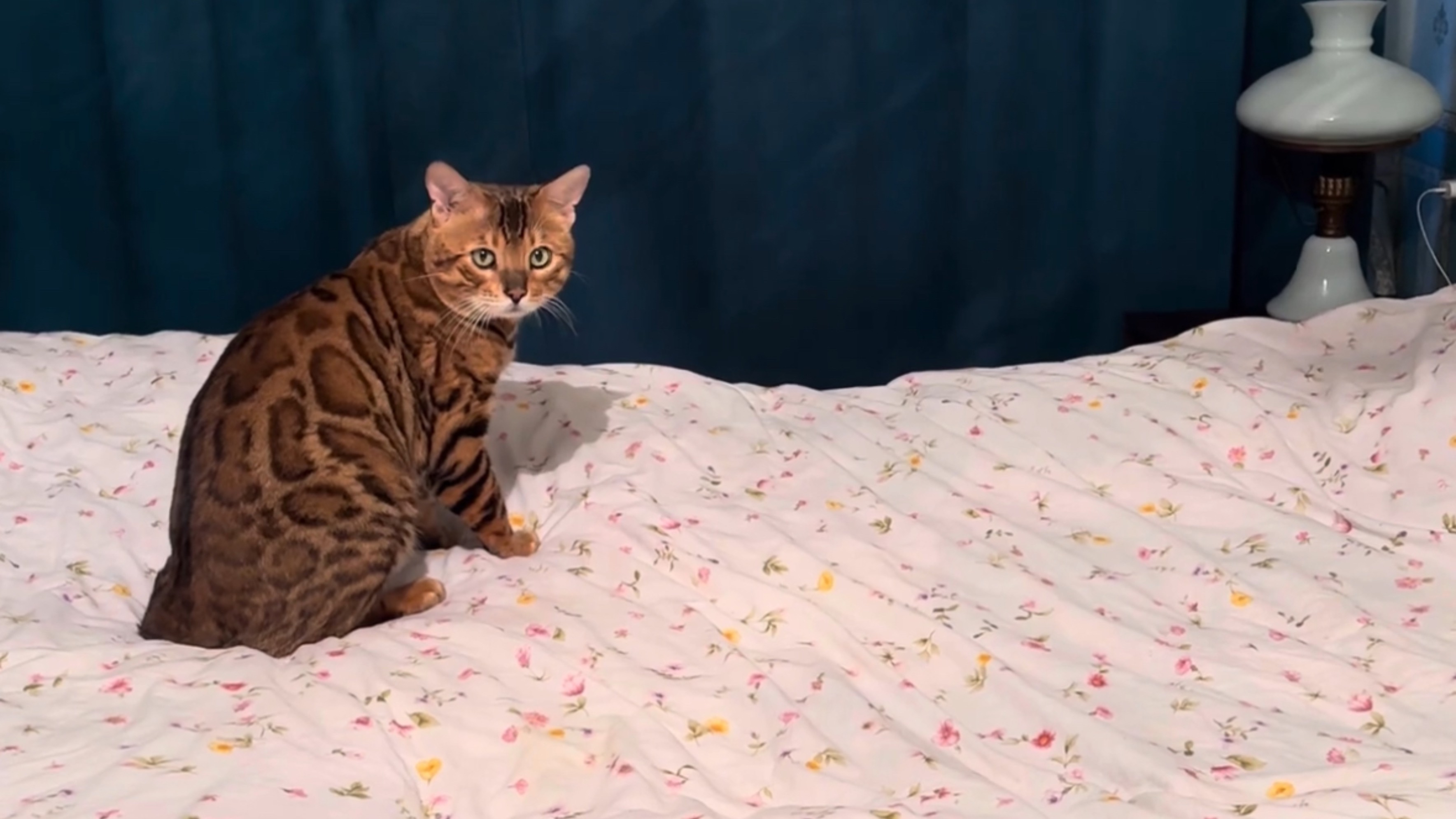 Бенгальский кот