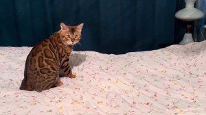 Бенгальский кот