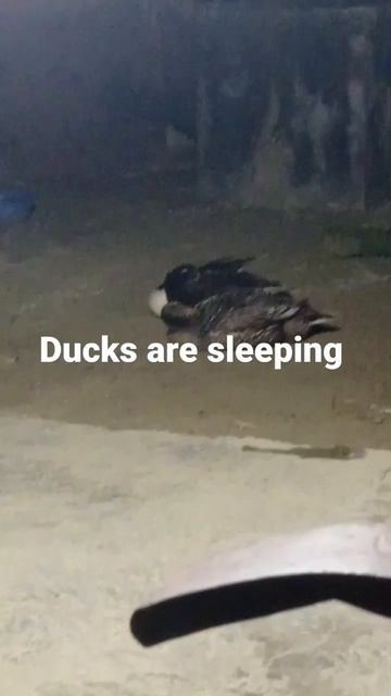 Ducks are sleeping #foryou #duckybhai #short #sleeping