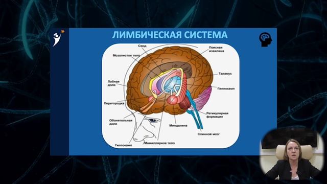 Нейробиология для полиграфологов