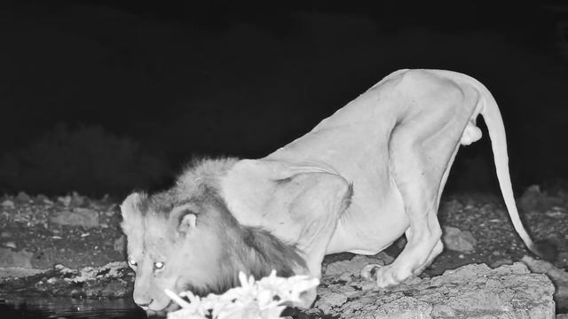 Oloju the Male Lion at Ol Donyo смотреть онлайн
