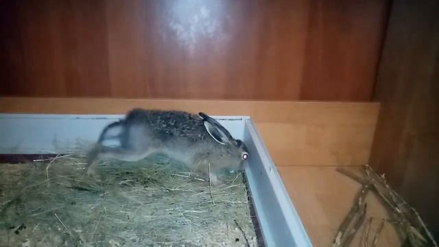 Спортивный Дык и Тыгыдыкающий Спортик смотреть онлайн