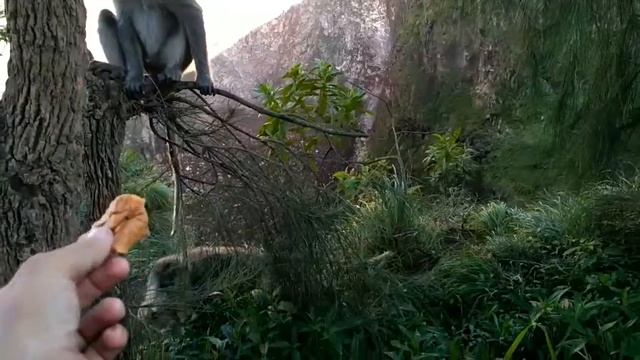 Подкармливаю обезьянок на вулкане смотреть онлайн