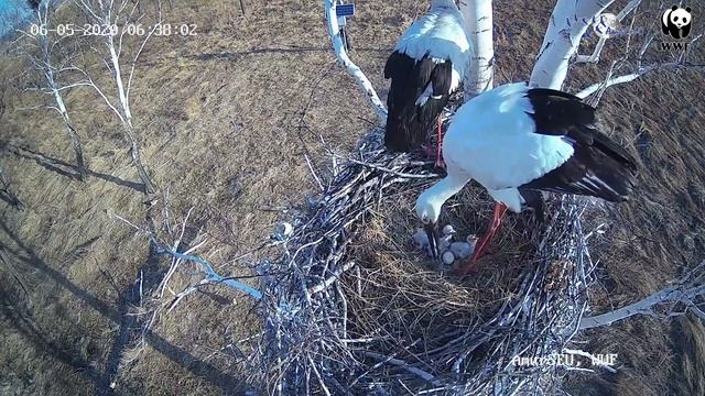 Появление птенцов в гнезде дальневосточного аиста. смотреть онлайн