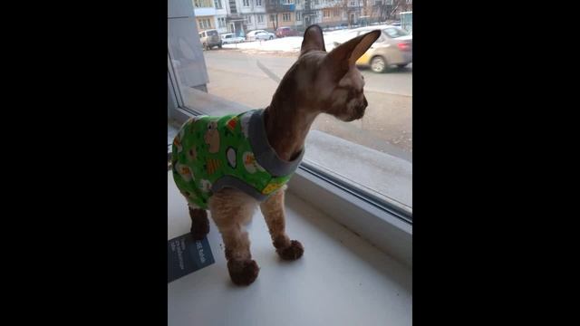 Истощённый бродяжка мёрз и голодал на улице Ижевска. смотреть онлайн