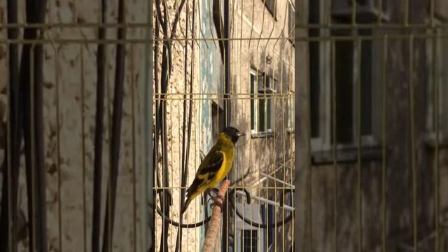 Чиж Магелан смотреть онлайн