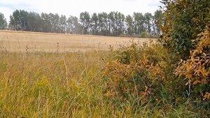 Уборка урожая 2022.Комбайны Акрос585. Яровая пшеница. Часть2