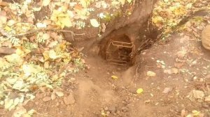 охота на барсука