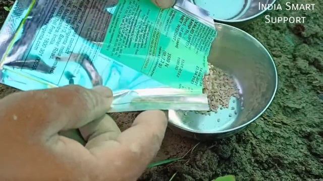 Syngenta tomato saaho ( To-3251)  || Syngenta Saaho 3251nursery Hindi || how to grow tomato Hindi
