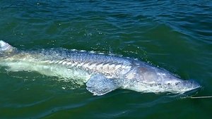 Огромные Белуги. Ныряю к Рыбам Мечты