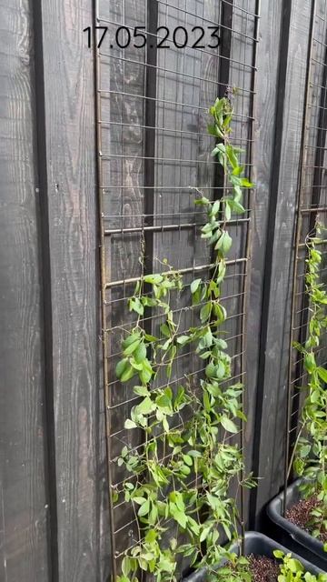 Кобея лазящая☺️ на рассаду сеяла 17.01.Это очень рано, кобея переросток😅 #начинающие дачники #кобея смотреть онлайн