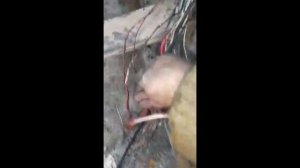 MERCEDES ATEGO ЗАГЛОХ НА ХОДУ