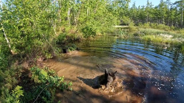 Медвежата не слушаются, а я виноват. смотреть онлайн
