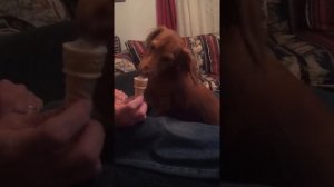 Sadie and her ice cream. ❤️