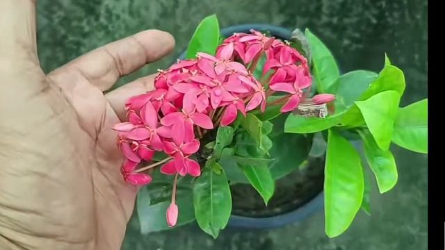 Exora Plant Care смотреть онлайн