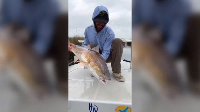Fly Fishing for Redfish in Louisiana with Tailed Reds смотреть онлайн