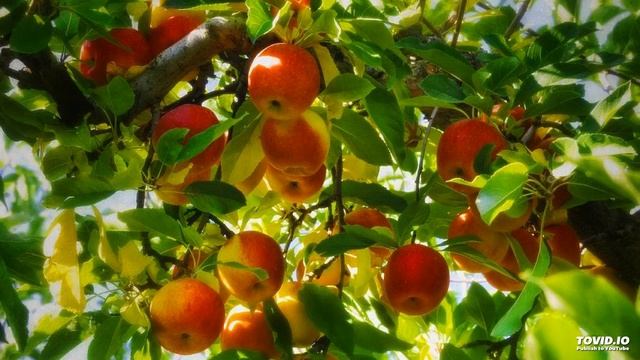 Adigo Anjuramu || Orginal Song || By SP Balu смотреть онлайн