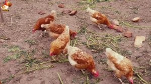 Любовь птицевода к Курочкам 🐥🐔🥚 Нежное видео 🐓 Версия (1)