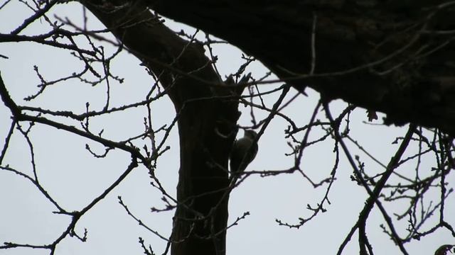 Lesser Spotted Woopecker, Northants 22/03/2015 смотреть онлайн