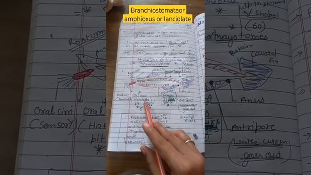 #exam #biologynotes #bio #biologyclass #classbranchiostoma#amphioxus#lancilet смотреть онлайн