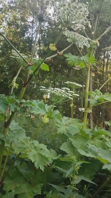 не знаете что это за растение  говорят ядовитый большевик  кожу может прожечь  кто знает ?