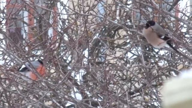 Прилетіли снігурі на весні зиму принесли!) смотреть онлайн