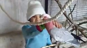 Розовый какаду