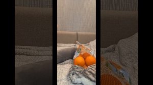 Кот батон заболел