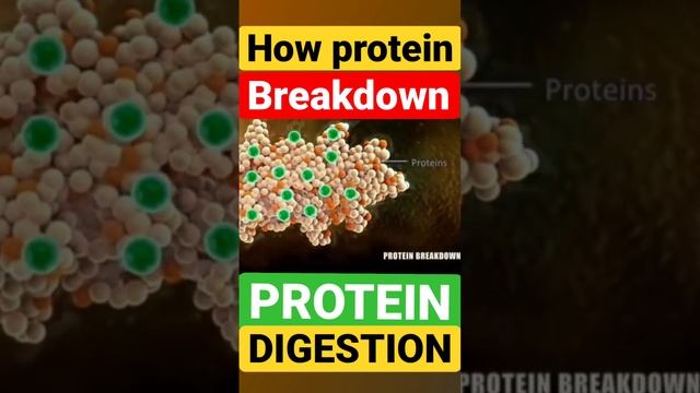 How protein breakdown? смотреть онлайн